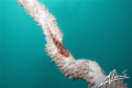 Whipcoral gobi