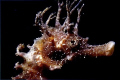 Fishs - Hippocampus guttulatus