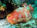 Djibouti giant (Hexabranchus sanguineus) one of the world's biggest nudibranch (in this case more then 40 cm in length).
