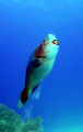 I feel pretty, Oh, so pretty!
Supermale parrot fish.  Canon Digital rebel, ikelite 125 strobe.