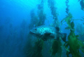 Master of the Forest.  A Black Sea Bass (Giant Sea Bass) emerges from the kelp Forest at Anacapa Island. An old capture from 2004 using my Nikonos V and 15mm lens in natural light.  Shot at f/4 and 1/60 seconds.