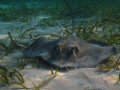 Southern stingray resting @ Hol Chan Reserve, Ambergris Caye, Belize