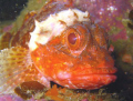 Dwarf Scorpion fish on Okiparu reef just off Motiti Island. One of my favourite photography sites. Roll on the weekend