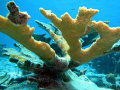 Elkhorn Coral in Bonaire