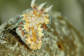 Nudibranchia in night dive