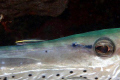 Sharknose goby hitches a ride on a trumpetfish nose