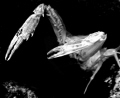 KUNG FU   STYLE  OF  PRAYING MANTIS  WHITE CRAB WITH  LONG PINCERS.  Nikon Coolpix 5000 Sea&Sea housing. Natural light