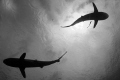 Shark Silhouette B/W for effect. Nikon D70 - Truk Lagoon