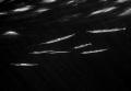 UFO ?  NO THEY ARE GARFISHES HUNTING !
Nikon Coopix 5000 + Sea&Sea housing. Natural light. Freediving apnea.