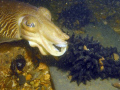 Cuttlefish laying eggs
