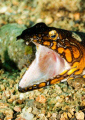 Napoleon snake eel at Secret Bay, anilao