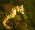 Juvenile seahorse in South west of France