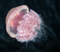 Jellyfish magic