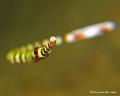 This playful juvenile banded pipefish was swimming back and forth in front of my camera. I took a couple of shots but got frustrated for it was hard to focus.  Finally, I was able to focus on its head ;) Anilao, Mabini, Batangas