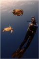 Trio of diver green turtle and batfish.