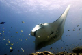 Shot with a 12mm lens in Koh Bon, Thailand. The Manta's have been here since Jan
