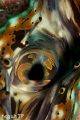 Giant Clam pattern, Canon EOS 400D, Sea and Sea Housing ang YS-90 Strobes