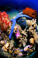 Stars of Ceram Sea