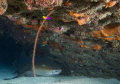 Found this nurse shark under a ledge. He was a willing subject though I was not sure how close to get. Taken in Negril Jamaica  with a D200 in an Aquatica set up with 2 Inon strobes