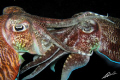 mating cuttlefish