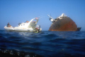 During our boat raid Sicily-Tunisia, near Biserta city  we found  this big wreck and diving in.