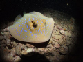 Blue-spotted Stingray in flight on the Thistlegorm at night. This image is 