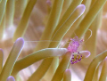 I was really taken by this little shrimp trying to hang on in this anemone!
Image taken off Hideaway Island with Olympus C5060 and Inon strobe