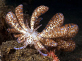Phyllodesmium longicirra. East of Dili, East Timor.