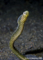 Portrait study of Taylors Garden Eel. Taken with D200, 60mm,2T diopter at La Rascasse house reef, Manado - and lots of patience!