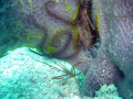 Small creatures. That picture was taken with a sony dsc-p10 during a dive on Cozumel island. You can see a needle crab and a starfish inside a sponge.
