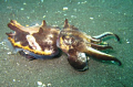 Flamboyant cuttlefish. Taken with a Canon Ixus 870is.