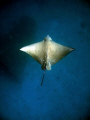Spotted Eagle Ray - Curieuse Marine Park, Seychelles / Canon G7 with Canon housing