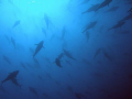 shoal of tuna