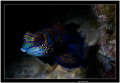 My first enconter with a madarinfish during day time Alor island      Fuji S5 pro/60mm