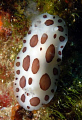 dalmatian leopard snail