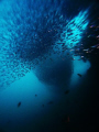 Fish, fish, fish !!! - North Ari atoll, Maldives / Canon G9 with Ikelite housing & wide angle lens