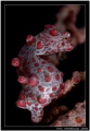 My first entry of a pigmy sea horse and it was so pregnant that I don't have enough DOF  to have it all in focus     Fuji S5/60mm