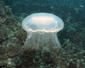 Moon Jellyfish encountered at Playa Kalki, Curacao.