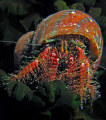Hermit crab on a night dive at Wakatobi House reef , taken with Conon S70 and CloseUp lens , Inon Z240
