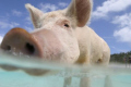 This swimming pig came out to meet us in our tender at Big Majors near Staniel Cay in the Bahamas, the crew from the boat are standing on the beach behind.