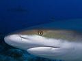 Caribbean Reef Shark (Carcharhinus perezi)       
Roatan, Honduras 09    
Sea & Sea DX 1G