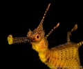 Juvenile weedy seadragon coming in for a curious look