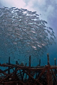School of Jack Fish on an artificial reef... Nikon D70s with Sigma 15mm Fish-eye in a Sea&Sea Housing. SB800 strobe in a fantasea housing running in TTL mode.