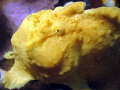 Frogfish taken at Lembeh Straits, Indonesia