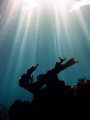 Heaven is underwater... Acropora palmata / Canon G9 with Ikelite housing