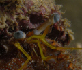 Hermit crab

Night dive, Bandar Jissa

F5.1, 1/60, spot metering, both strobes, half power