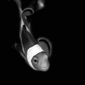 nemo