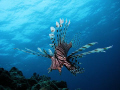 Lionfish off Bolo Point in Okinawa using a Canon S3 IS with an Ikelite housing and strobe.