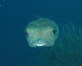 Porcupine fish en face in Curacau.