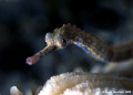 Landscape study of Orange Spotted Pipefish. Taken with D200 and 105mm lens.